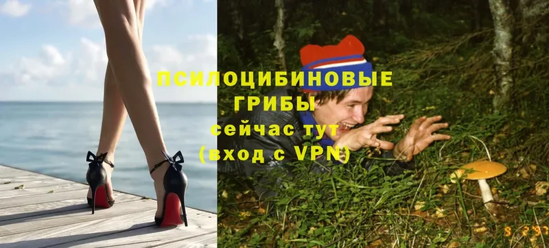 мега маркетплейс  Камышлов  Галлюциногенные грибы Psilocybe  купить наркотик 