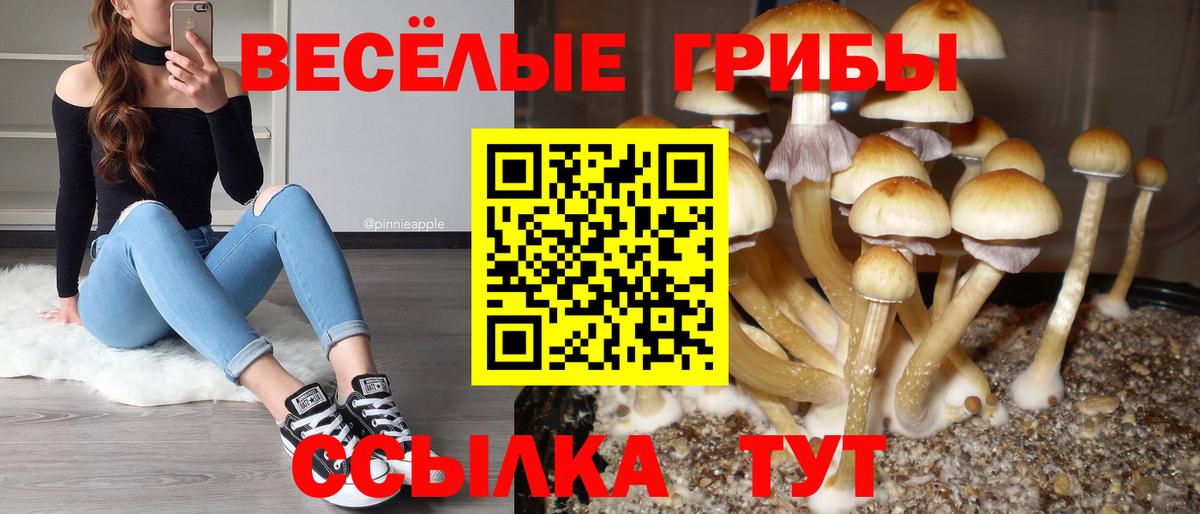 Псилоцибиновые грибы Psilocybe Камышлов